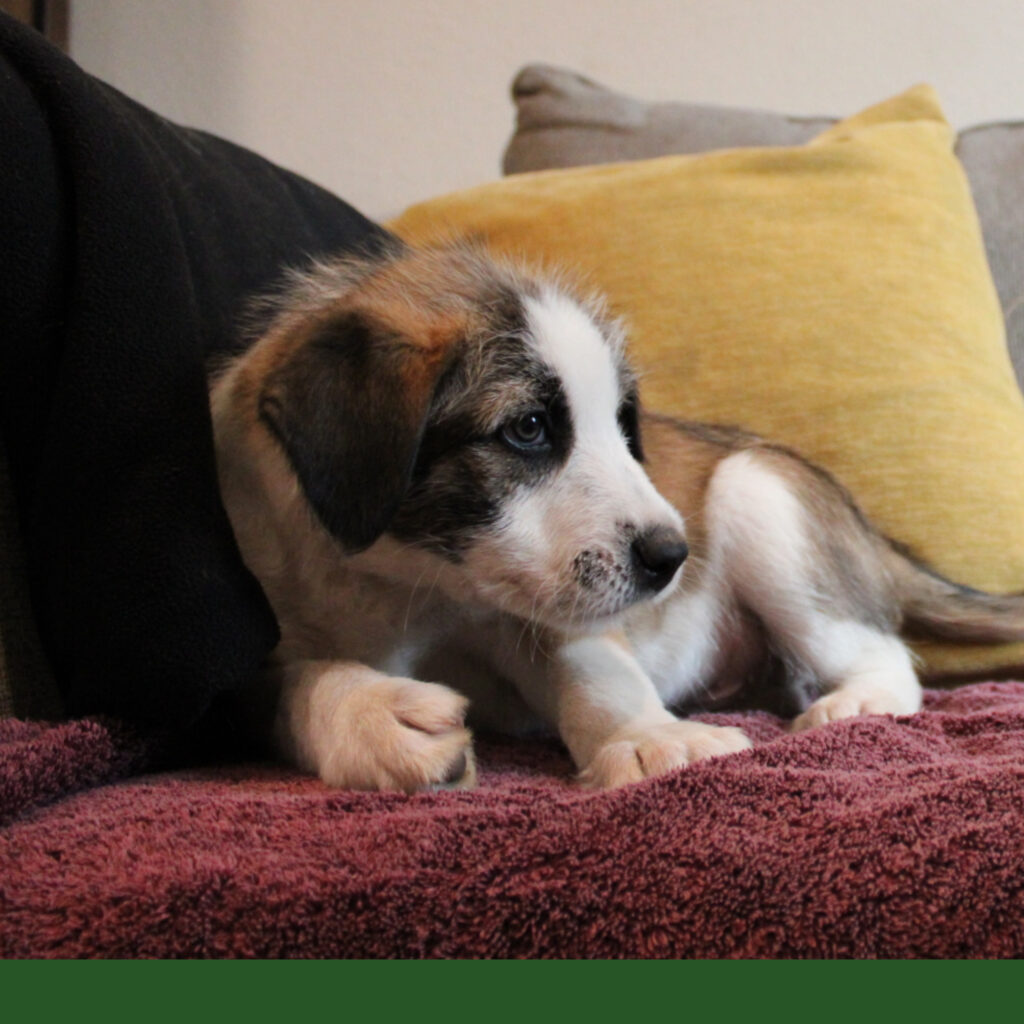 photo of border collie mix pup in Camarillo CA